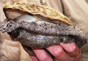 Great Economic News for Overstrand Aquaculture